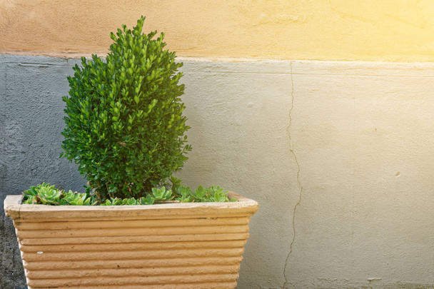 Groenblijvende boom Buxus sempervirens (gemeenschappelijk vak, Europese vak of Buxus) in pot in de buurt van huis muur. - Foto, afbeelding