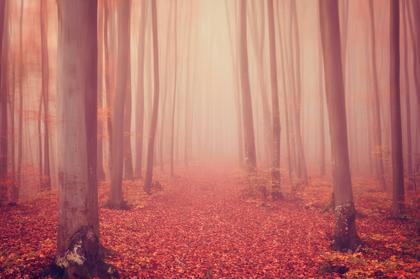 Autumn foggy mystical forest in red tones, nature background suitable for wallpaper - Photo, Image