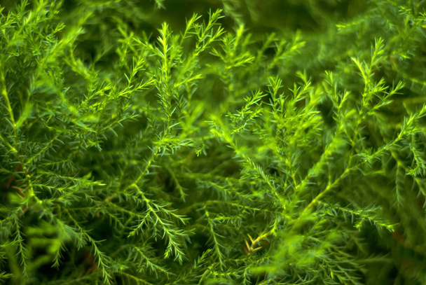 Розмитий зелений абстрактний квітковий фон з природних гілок тропічних рослин з крихітним листям, що нагадує спаржу або водорості
 - Фото, зображення
