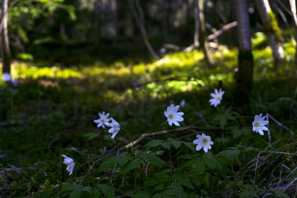 bílé květy sněženky v temném lese houští na slunný jarní den, pořízený z úrovně terénu - Fotografie, Obrázek