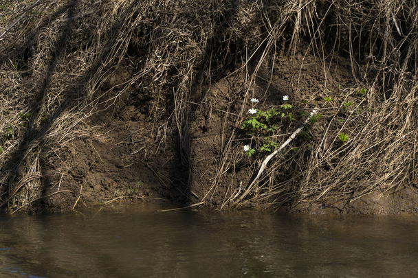 white flowers snowdrops hid under the steep clay shore of a muddy spring river - Foto, Imagem