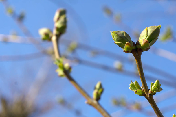 nauwelijks geopende voorjaar toppen met jonge bladeren op een boomtak close-up - Foto, afbeelding