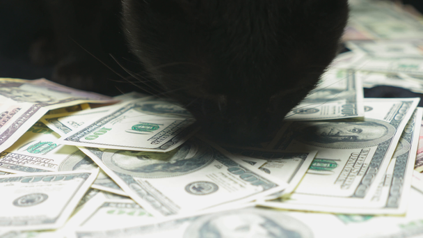 Dollar and a black cat - Footage, Video