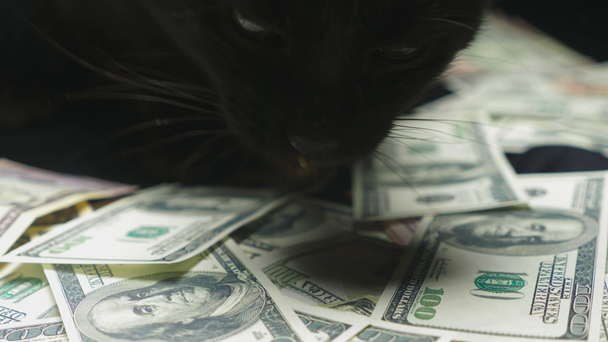 Dolar ve siyah bir kedi - Video, Çekim
