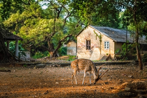 Wildfleckenhirsche fressen zwischen den alten Häusern. sri lanka - Foto, Bild