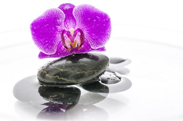 Flor de orquídea e pedras pretas na água
 - Foto, Imagem