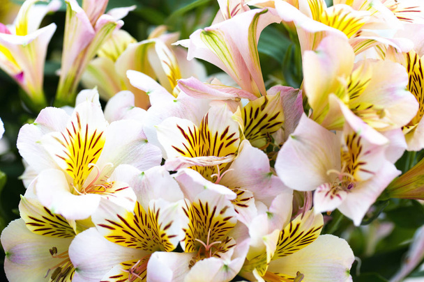 Nahaufnahme von Alstroemerien, auch Lilie von Peru genannt - Foto, Bild
