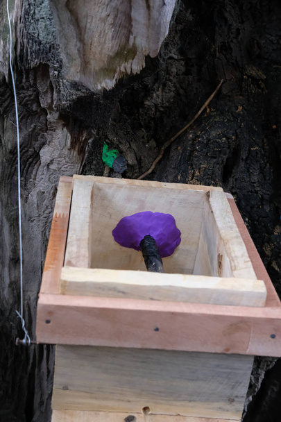 trasferire api mellifere stingless dal legno al nuovo alveare. trigona meliponini colonie allevamento di massa
 - Foto, immagini