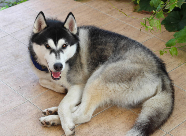 Husky lays on a brown tile. Summer dog games. - Photo, Image
