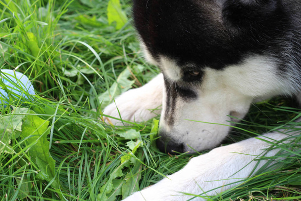 ハスキーは、緑の芝生にあります。夏の犬ゲーム. - 写真・画像