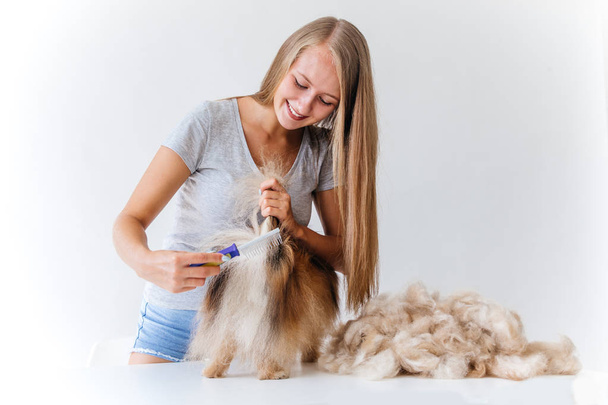 a portrait of a professional dog hairdresser grooming a dog - Фото, зображення