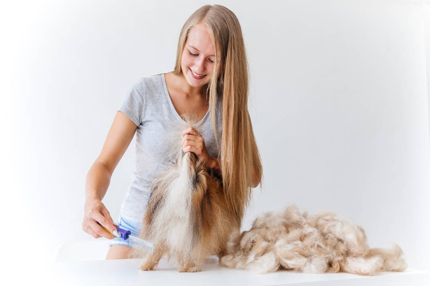 a portrait of a professional dog hairdresser grooming a dog - Foto, afbeelding