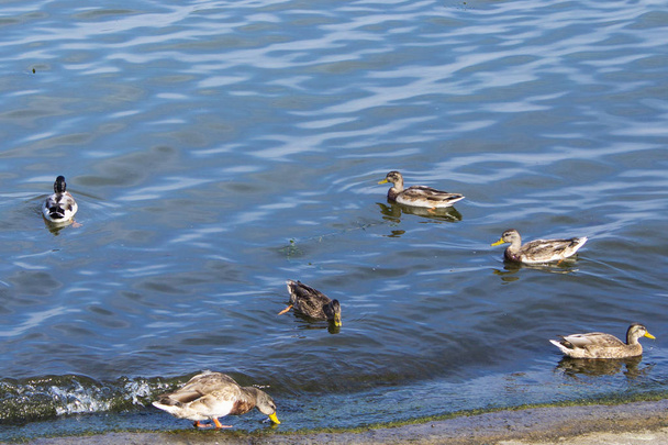 Ducks swimming in the river - Photo, Image