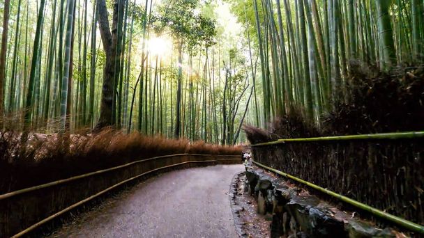 floresta de bambu pela manhã - Foto, Imagem