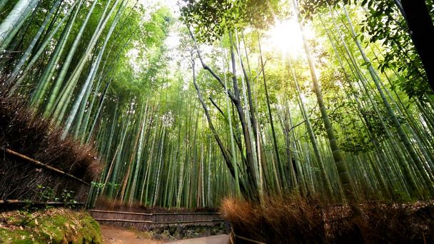 bambusový les v džungli - Fotografie, Obrázek