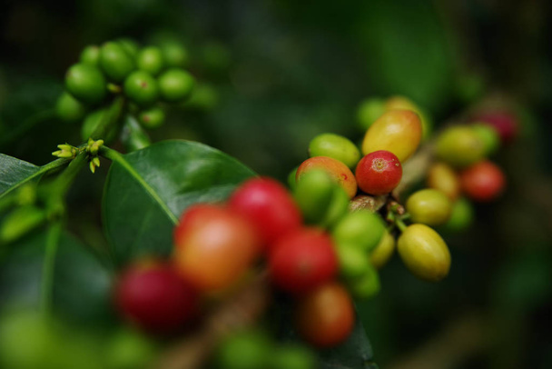 Koffiebonen op een tak in Buenavista, Quindio, Colombia, Zuid-Amerika - Foto, afbeelding