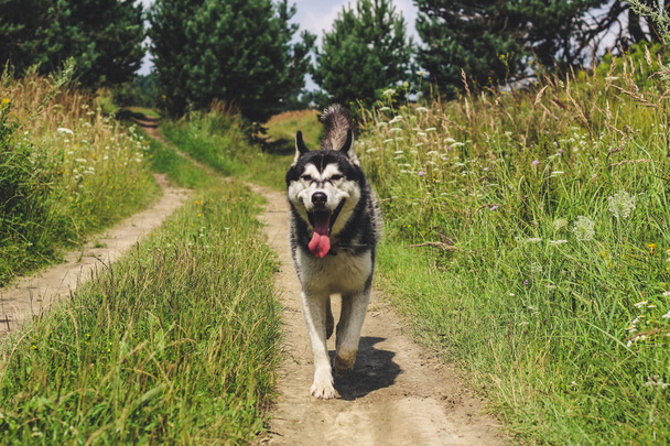 Husky blanco y negro está disfrutando, corriendo, abrazándose en el agua, mudo. Un día soleado en el lago y en el bosque con un paseo de perros
. - Foto, imagen