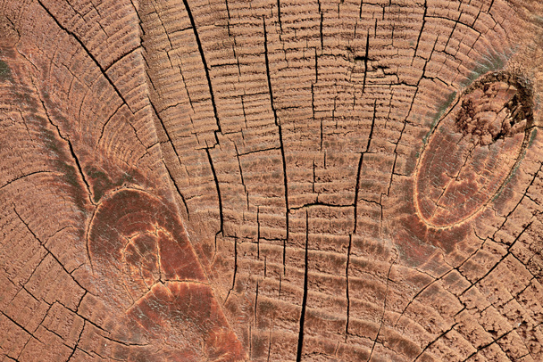 full frame of wooden stump texture as backdrop - Photo, Image