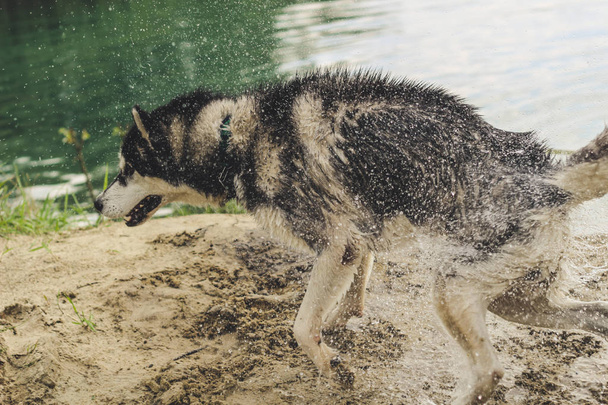 Husky blanco y negro está disfrutando, corriendo, abrazándose en el agua, mudo. Un día soleado en el lago y en el bosque con un paseo del perro.Hasky sacuden el agua de la lana
. - Foto, imagen