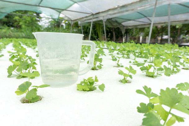 Cup measure on hydroponics celery green vegetables in white foam. - Photo, Image