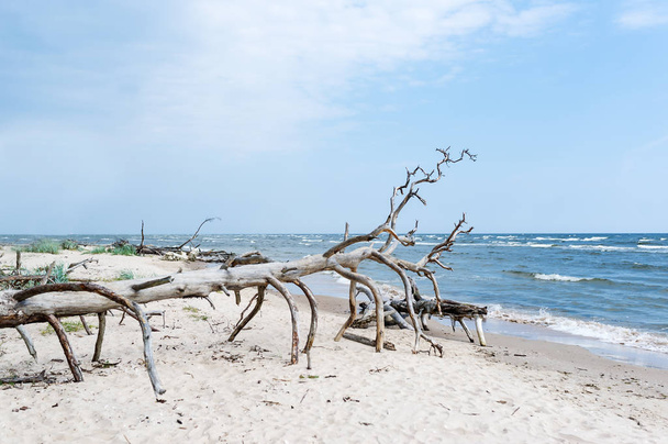Dried tree trunk laying on a Baltic sea beach in Latvia, in Kolkasrags. - Foto, Imagem