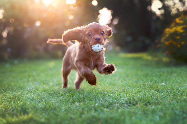 Cachorro feliz jugando con la bola en la luz del atardecer
 - Foto, Imagen