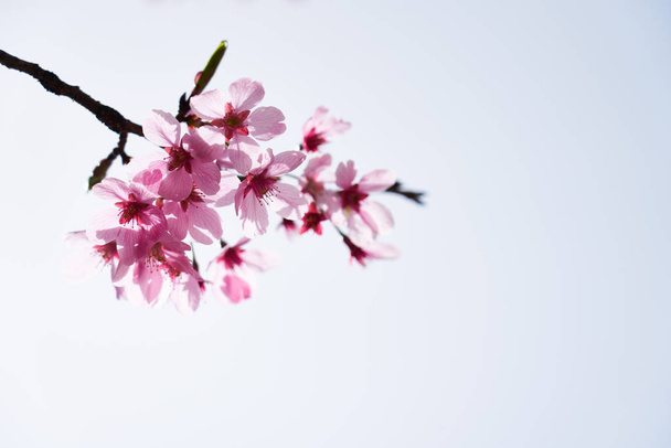 Kirschblüte, dangjin, in Korea                                - Foto, Bild