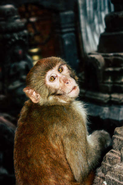 Kathmandu Nepal 23 agosto 2018 Veduta della scimmia al tempio delle scimmie nella zona di Swayambhunath a Kathmandu la sera
 - Foto, immagini