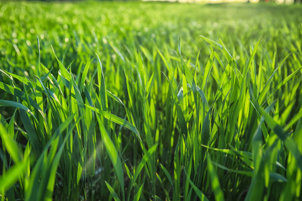 Groene tarweveld op zonnige dag - Foto, afbeelding