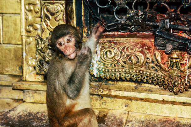 Kathmandu Nepal August 23, 2018 View of monkey at the Monkey temple in Swayambhunath area in Kathmandu in the evening - Photo, Image