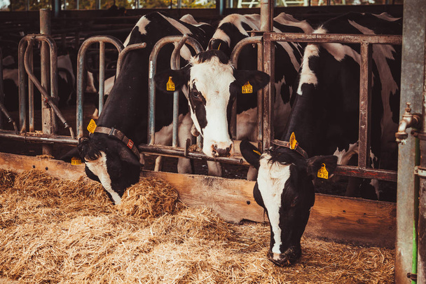 Mucche in fattoria. agricoltura industria
 - Foto, immagini