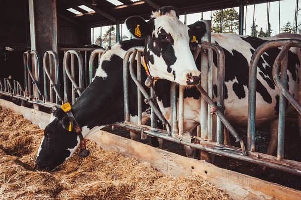 Cows in a farm. Dairy cows. Cowshed - Foto, afbeelding