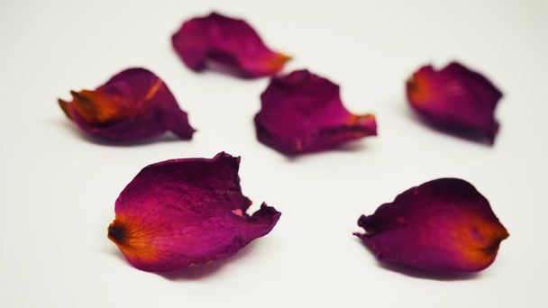 Dried rose petals. Pink rose petals. Valentine. - Photo, Image