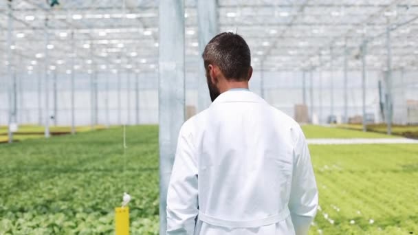 Worker walking in a greenhouse. Agricultural engineer working in greenhouse - Filmagem, Vídeo
