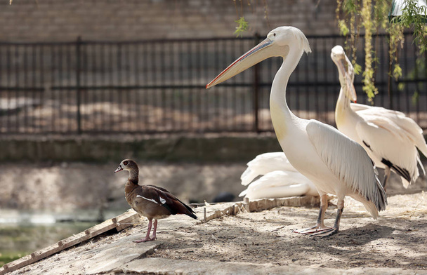 Aranyos pelikánok állatkert - Fotó, kép