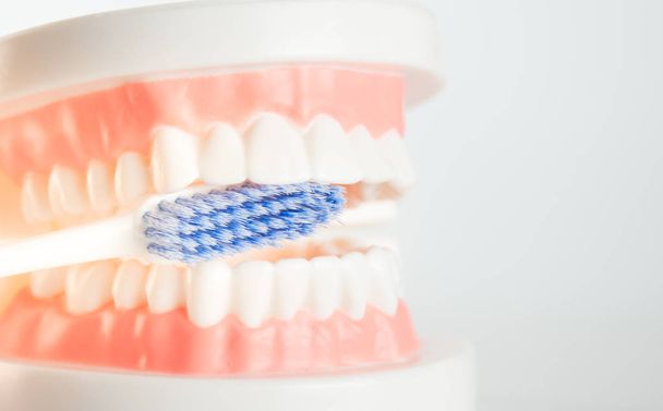 Dental model with dental tool in dental care concept. - Foto, Bild