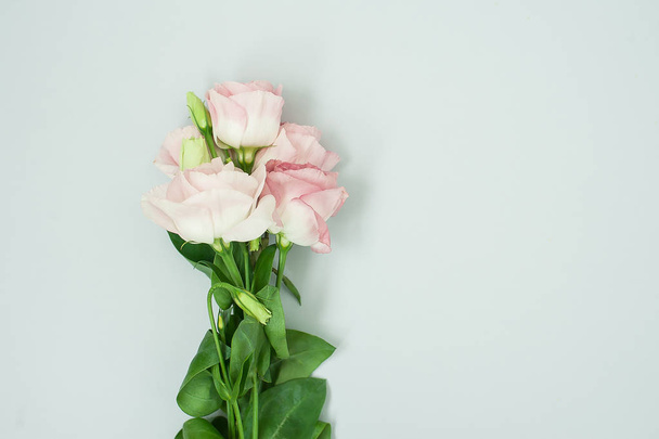 Flowers composition. Pink rose flowers on pastel blue background. Flat lay, top view, copy space - Foto, Imagen
