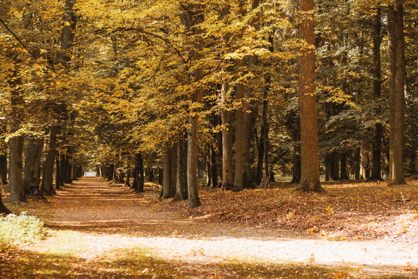 Hermoso callejón vacío con árboles grandes en un bosque soleado de otoño
 - Foto, Imagen
