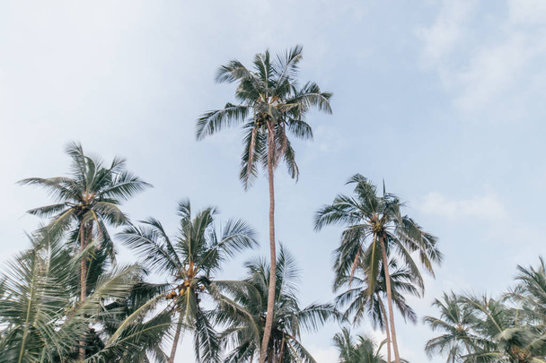 Coconut palm trees on tropical beach vintage nostalgic film color filter stylized with light leaks - Fotografie, Obrázek