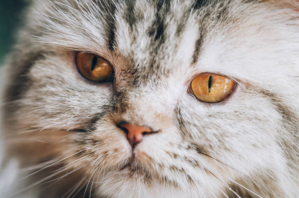Close up of beautiful cat eyes. Selective focus - Photo, Image