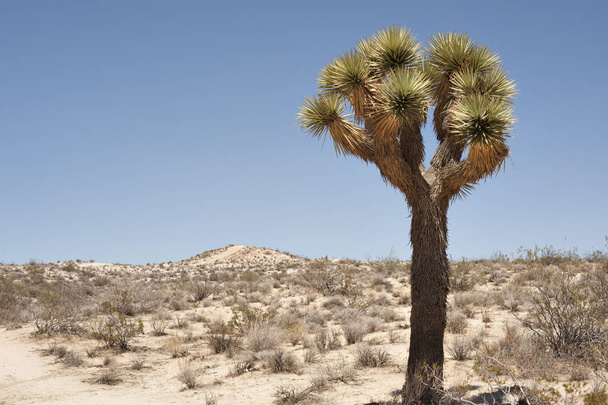 Kalifornian aavikko Joshua Tree vastaan sininen taivas
 - Valokuva, kuva