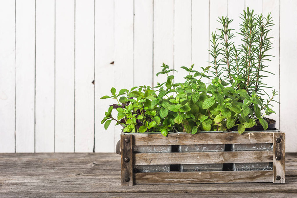 Fresh herb from the garden growing in wooden box, basil, mint and rosemary. Herbs on wooden white background. - Foto, Imagem