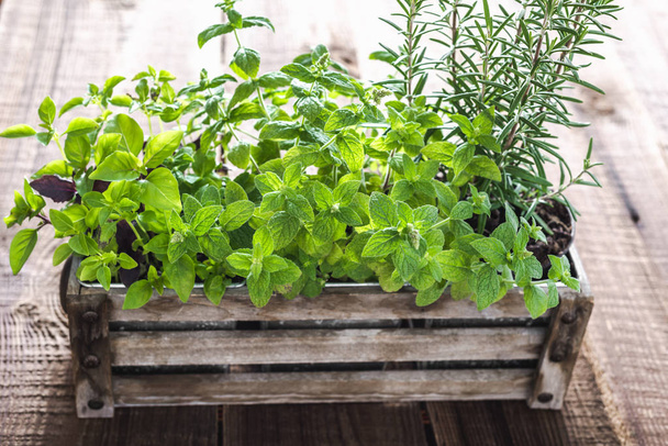 Fresh herb, mint, rosemary and basil in wooden box. Growing herbs from the garden. - Foto, immagini
