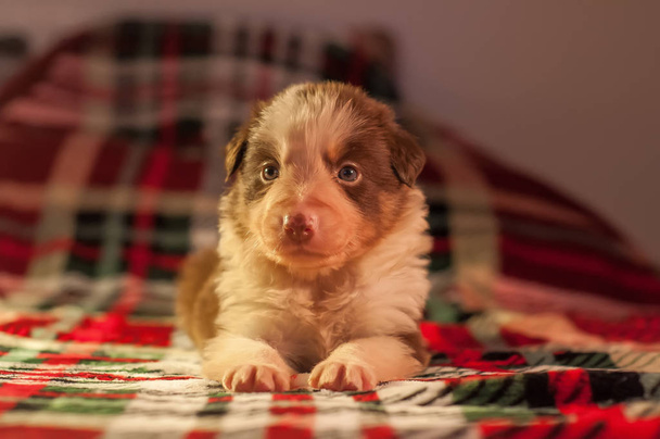 Four weeks old newborn cute border collie puppy in home environment on a checkered bed cover. - Fotó, kép