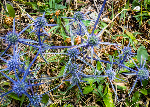 Синие цветы Eryngium planum на лугу, мягкий фокус
. - Фото, изображение