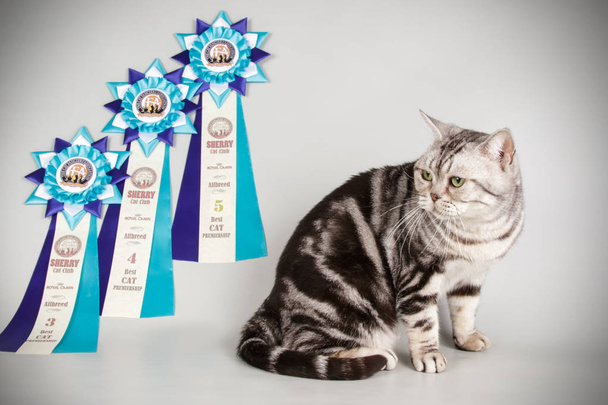 Americká krátkosrstá kočka na barevné pozadí - Fotografie, Obrázek