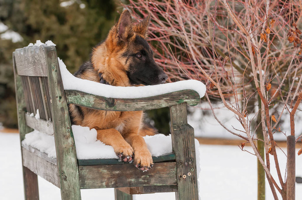Krásné hravé německý ovčák štěně pes ležící na dřevěnou lavici v zimě. - Fotografie, Obrázek