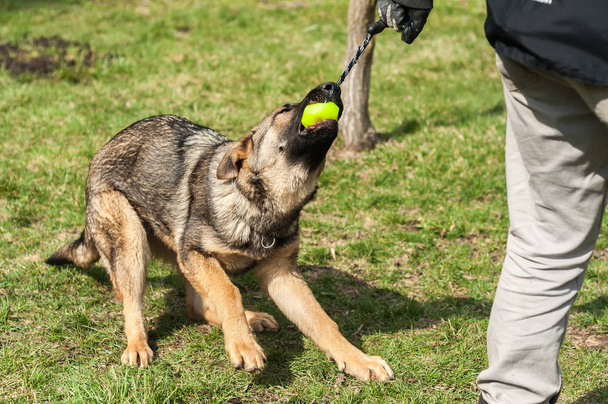 日当たりの良い春の緑豊かな環境でボールとドッグ トレーナーによって訓練シェパード子犬. - 写真・画像