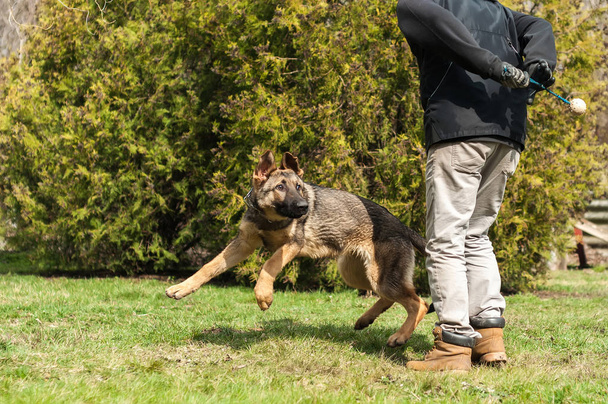 Un cachorro pastor alemán entrenado por un entrenador de perros con una pelota en un ambiente verde en una primavera soleada
. - Foto, Imagen
