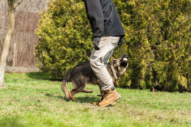 Owczarek niemiecki puppy przeszkolony przez pies trener w piłkę w zielonym otoczeniu w słoneczny wiosenny. - Zdjęcie, obraz